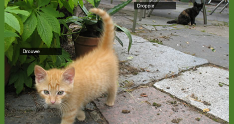 Our cats, Drouwe and Droppie